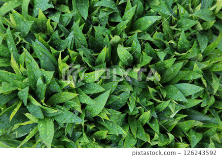 Natural background of green leaves, nature abstract wallpaper 126243592