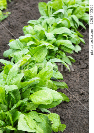 Green fresh spinach in a home garden. Vertical photo 126243593
