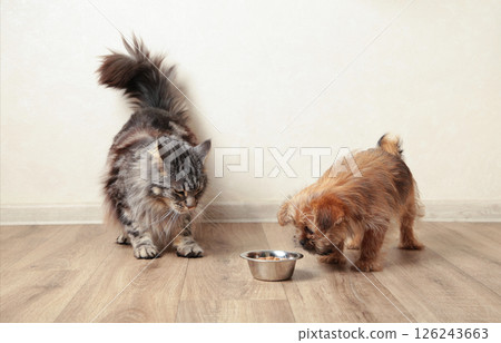 Cat and dog eating food from aluminum container on floor kitchen tiles background 126243663