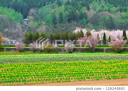 Lake Yamanaka Flower City Park view 126243691