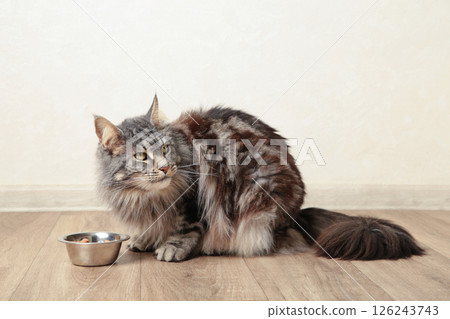 Grey cat eating wet food from aluminum container on floor kitchen tiles background. Hungry kitty licking muzzle,feeling pleasure from food. Grey cat eating wet food from aluminum container on floor kitchen tiles background. Hungry kitty licking muzzle,feeling pleasure from food. 126243743