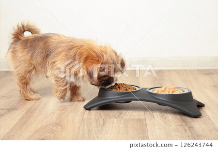 A little baby dog eating food from aluminum container on floor kitchen tiles background 126243744