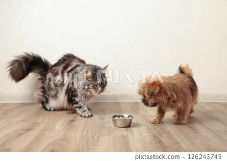Cat and dog eating food from aluminum container on floor kitchen tiles background Cat and dog eating food from aluminum container on floor kitchen tiles background 126243745