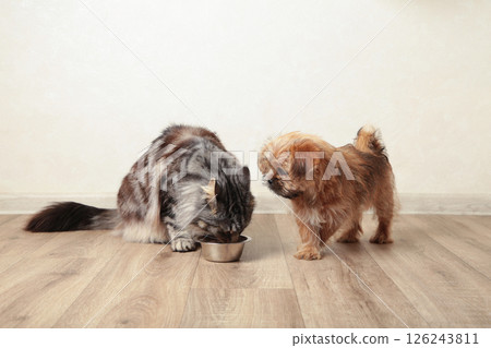 Cat and dog eating food from aluminum container on floor kitchen tiles background 126243811