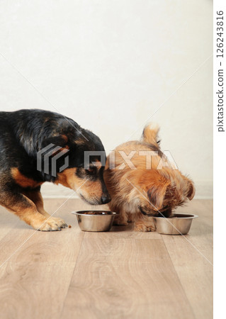 Two dogs eating food from aluminum container on floor kitchen tiles background. Vertical photo Two dogs eating food from aluminum container on floor kitchen tiles background. Vertical photo 126243816