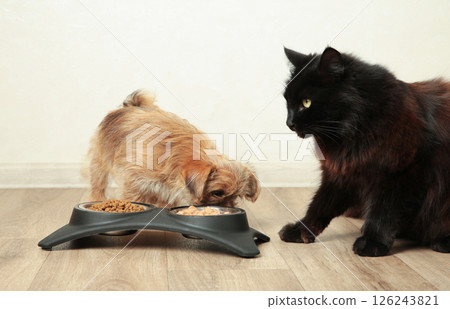Cat and dog eating food from aluminum container on floor kitchen tiles background Cat and dog eating food from aluminum container on floor kitchen tiles background 126243821