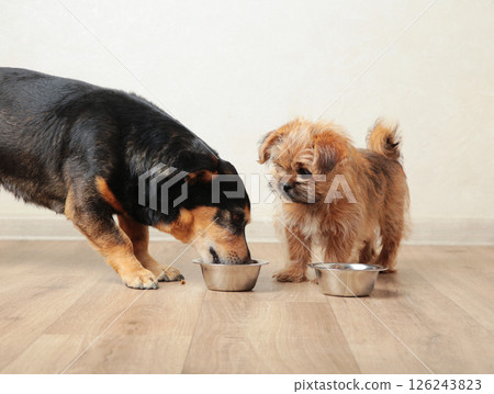 Two dogs eating food from aluminum container on floor kitchen tiles background Two dogs eating food from aluminum container on floor kitchen tiles background 126243823