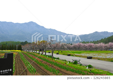 山中湖花城公園景觀 126243865