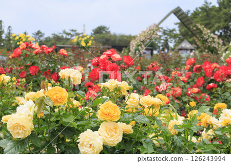 Roses in full bloom in Hamadera Park Roses in full bloom in Hamadera Park 126243994