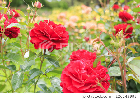 濱寺公園的玫瑰盛開 濱寺公園的玫瑰盛開 126243995