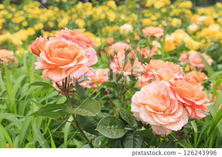 Roses in full bloom in Hamadera Park 126243996