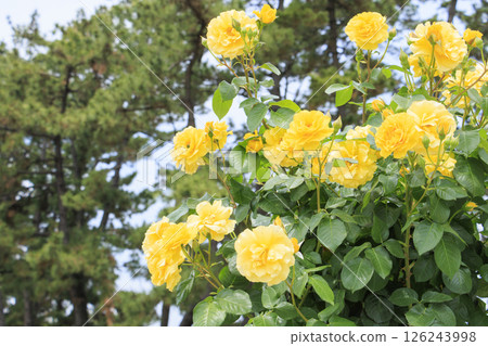 濱寺公園的玫瑰盛開 126243998