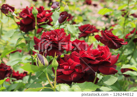 Roses in full bloom in Hamadera Park 126244012