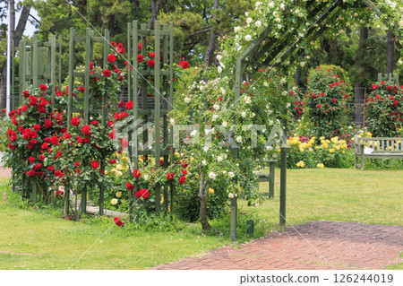 Roses in full bloom in Hamadera Park 126244019
