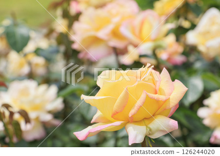 濱寺公園的玫瑰盛開 126244020