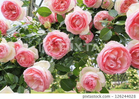Roses in full bloom in Hamadera Park Roses in full bloom in Hamadera Park 126244028