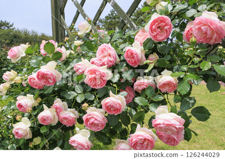 Roses in full bloom in Hamadera Park 126244029