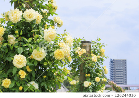 濱寺公園的玫瑰盛開 126244030