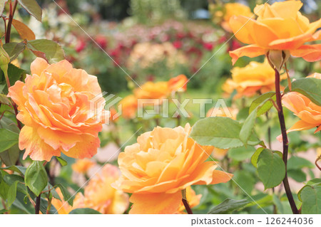 Roses in full bloom in Hamadera Park Roses in full bloom in Hamadera Park 126244036