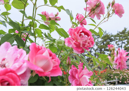 濱寺公園的玫瑰盛開 126244043