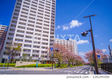 川崎站前的櫻花樹和建築物 川崎站前的櫻花樹和建築物 126244300