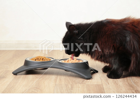 Black cat eating wet food from aluminum container on floor kitchen tiles background. Hungry kitty licking muzzle,feeling pleasure from food. Black cat eating wet food from aluminum container on floor kitchen tiles background. Hungry kitty licking muzzle,feeling pleasure from food. 126244434