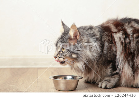 Grey cat eating wet food from aluminum container on floor kitchen tiles background. Hungry kitty licking muzzle,feeling pleasure from food. 126244436