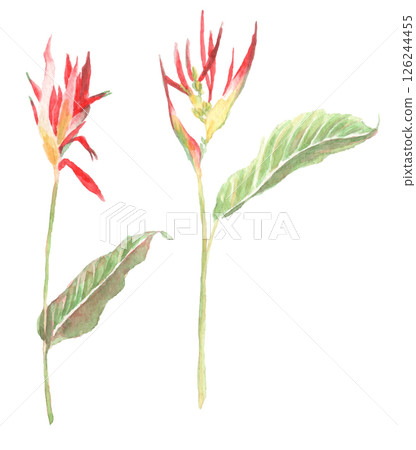 紅色的熱帶花卉水彩插圖 紅色的熱帶花卉水彩插圖 126244455