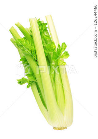 Fresh celery isolated on white background. 126244466