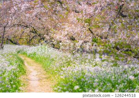 多摩川河床上的一排櫻花樹 126244518