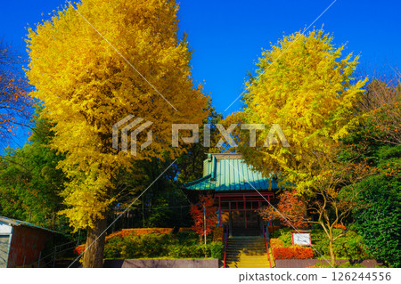 Temple and yellow ginkgo trees Temple and yellow ginkgo trees 126244556