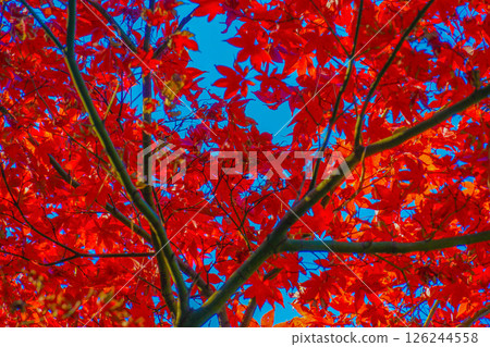 Autumn leaves and blue sky Autumn leaves and blue sky 126244558