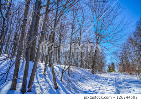 Winter forest and blue sky (Shumi Forest) 126244592
