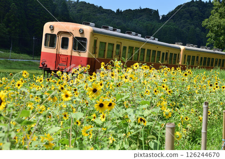 Sunflower fields and the Kominato Railway local train 126244670