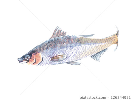 魚水彩插圖 魚水彩插圖 126244951