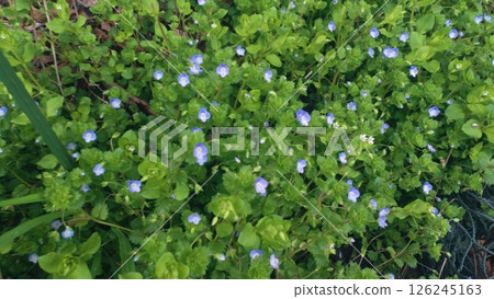 Blue violet 126245163