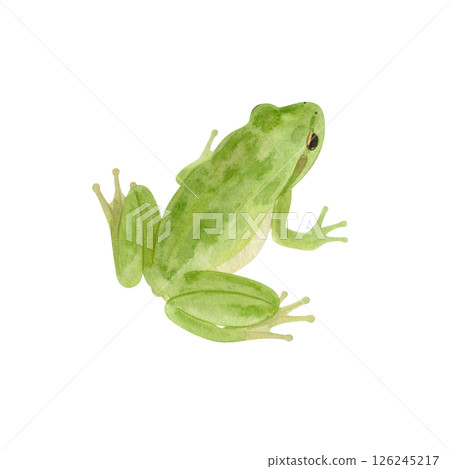 Cute frog's back, watercolor illustration Cute frog's back, watercolor illustration 126245217