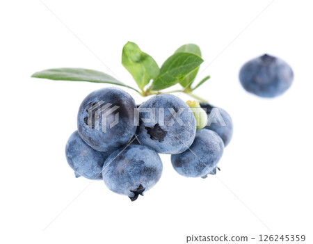 Blueberry branch isolated on white background. Bilberry or whortleberry with green leaves. Clipping path. Blueberry branch isolated on white background. Bilberry or whortleberry with green leaves. Clipping path. 126245359