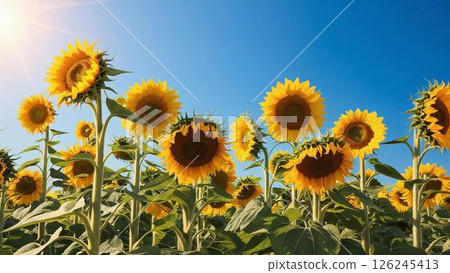 Sunflower field in the heat 126245413