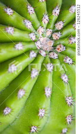 Macro Close-Up of Green Cactus with Spines and Radiating Pattern 126245512