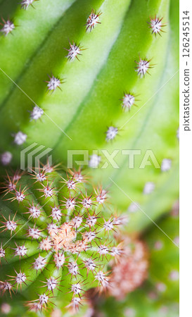 Macro Shot of Clustered Green Cactus with Dense Spines and Ribbed Texture Macro Shot of Clustered Green Cactus with Dense Spines and Ribbed Texture 126245514