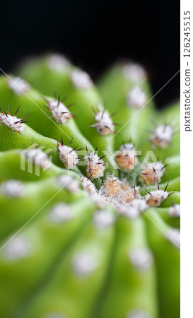 Close-Up of Cactus Spines with Soft Focus and Dark Background Close-Up of Cactus Spines with Soft Focus and Dark Background 126245515