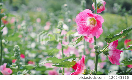 Field of Blooming Pink Hollyhocks in Soft Focus Field of Blooming Pink Hollyhocks in Soft Focus 126245516