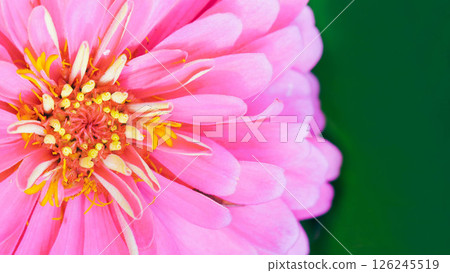 the intricate details of a vibrant pink Zinnia flower. The spiraling yellow florets at the center contrast beautifully with the bold, layered petals the intricate details of a vibrant pink Zinnia flower. The spiraling yellow florets at the center contrast beautifully with the bold, layered petals 126245519