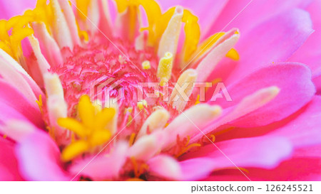 macro photograph showcases the intricate details of a zinnia flower 126245521