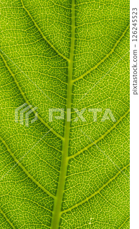 A striking close-up of a bright green leaf reveals a mesmerizing network of veins, showcasing nature s intricate design and vibrant chlorophyll patterns A striking close-up of a bright green leaf reveals a mesmerizing network of veins, showcasing nature s intricate design and vibrant chlorophyll patterns 126245523