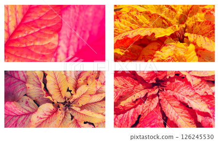 A macro collage of vibrantly colored leaves in shades of pink, yellow, orange, and red A macro collage of vibrantly colored leaves in shades of pink, yellow, orange, and red 126245530