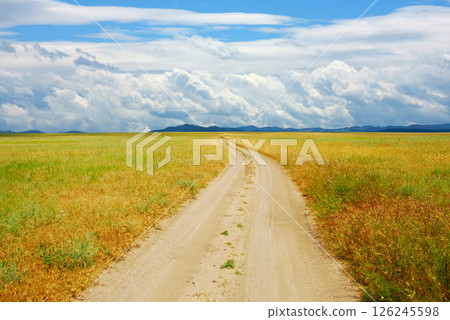 Field road in steppe overgrown with weeds Field road in steppe overgrown with weeds 126245598