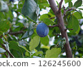 Ripe plum on fruit branch 126245600