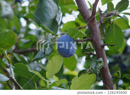 Ripe plum on fruit branch 126245600